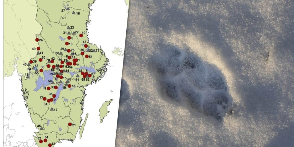 Inventeringen är avslutad – vargstammen kan ha minskat | Svensk Jakt