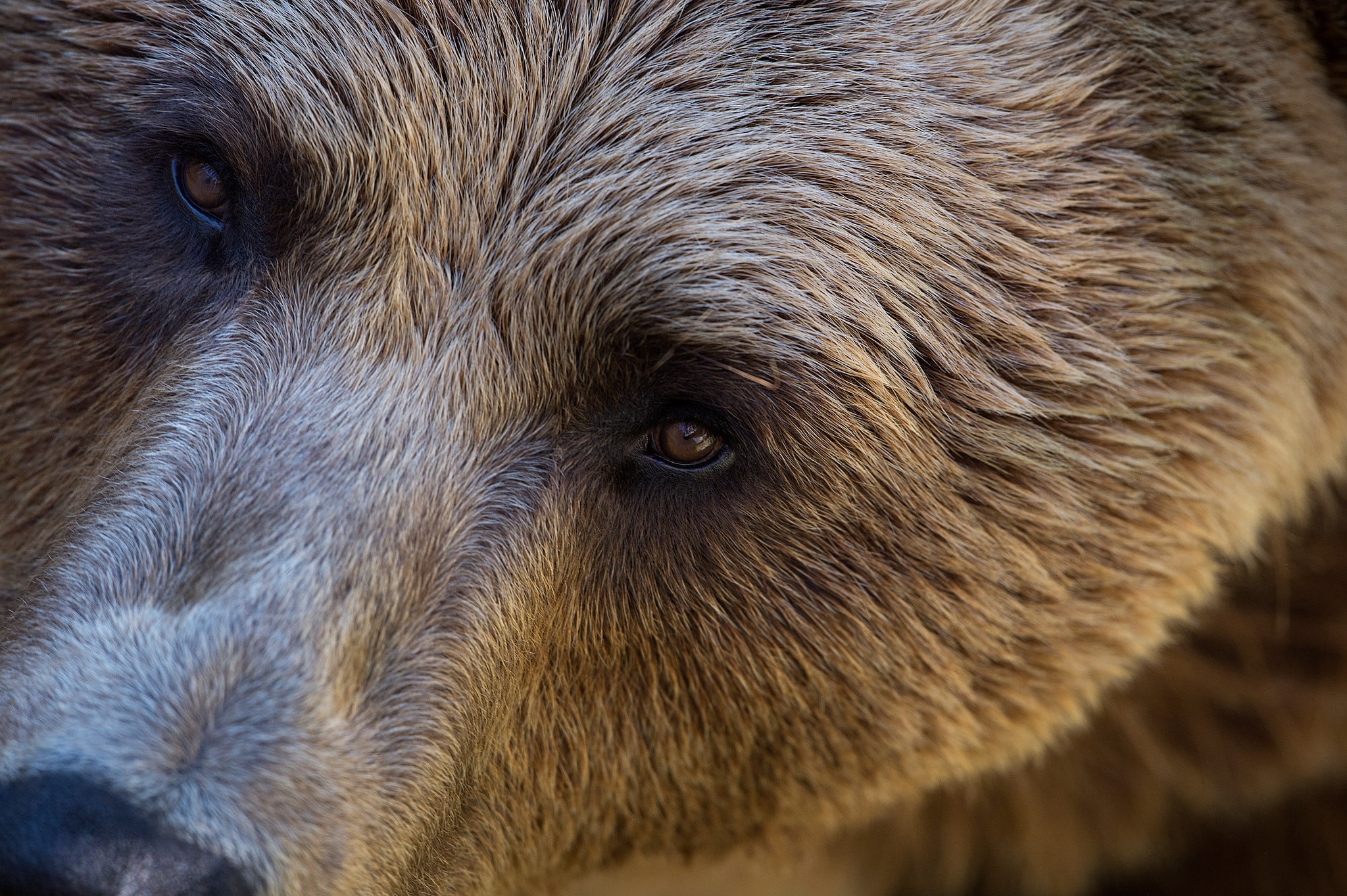 Här hittar du jaktbeslut och tilldelningar för 2024 års licensjakt på björn.