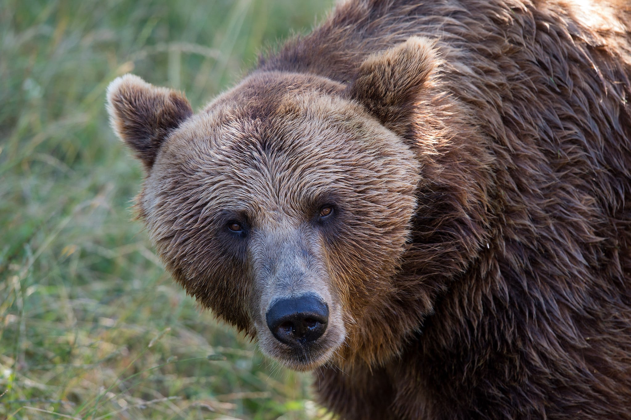 Traveler killed by brown bear | Swedish Hunting