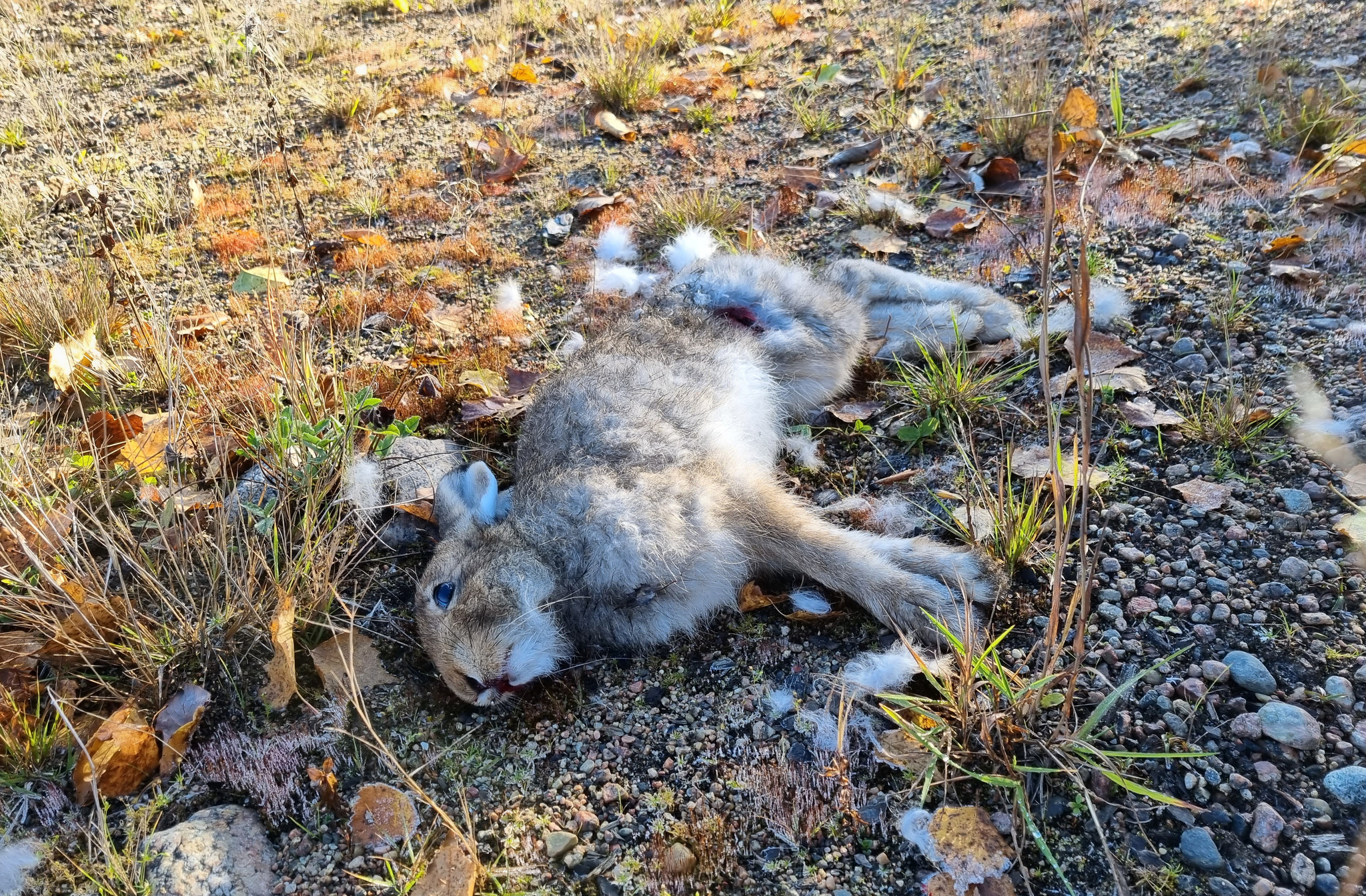 Länsstyrelsen i Norrbotten misstänker ett utbrott av harpest i länet.