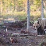 Antalet godkända björnåtlar har ökat markant.