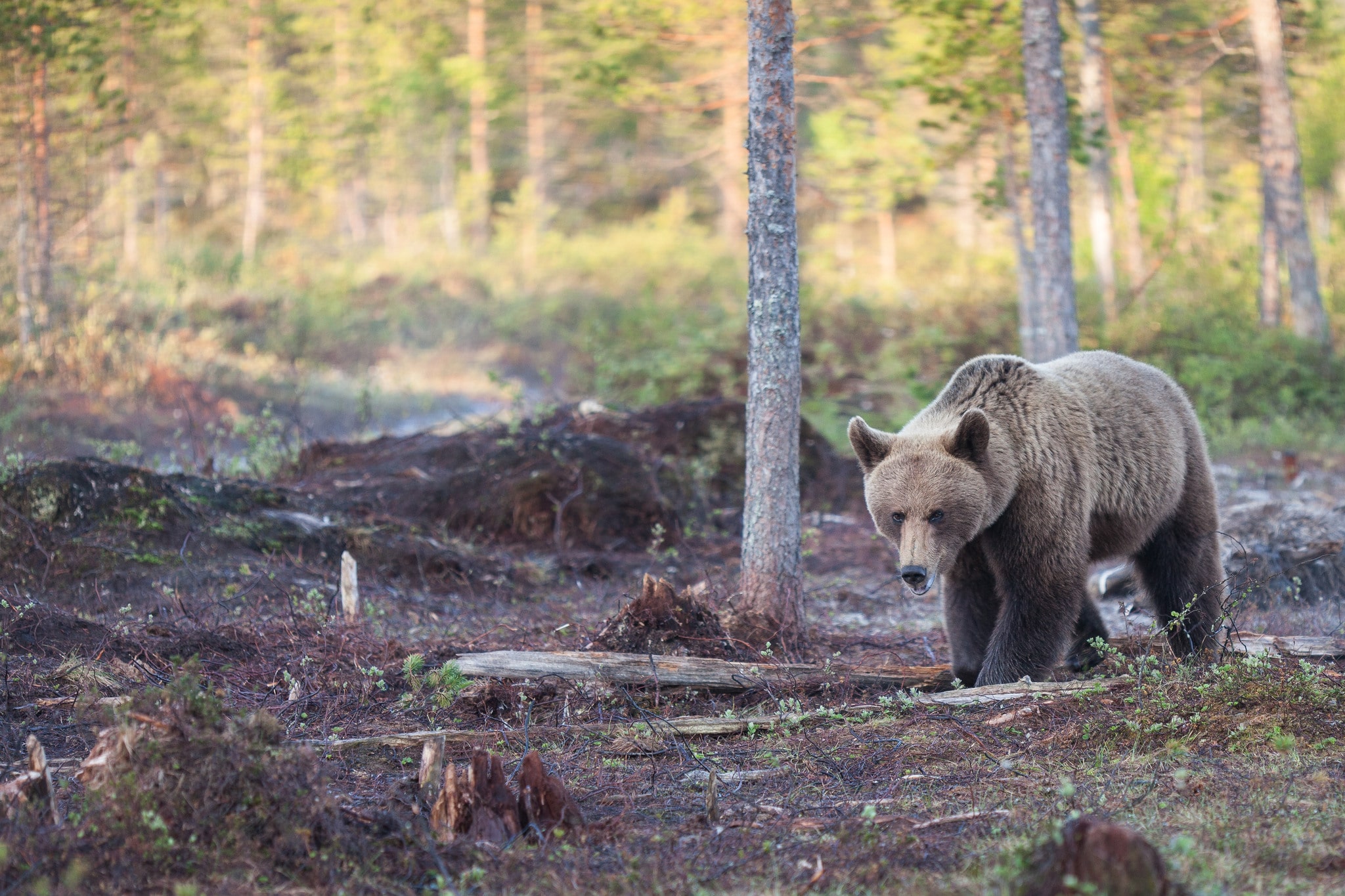 Antalet godkända björnåtlar har ökat markant.