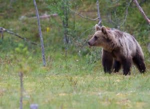 Licensjakten på björn är igång.