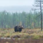 Jaktkritikerna vann inget gehör för sina överklagningar av licensjakten på björn i flera län.