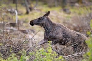 Rapporten visar att det finns stora regionala variationer i älgstammens utveckling.