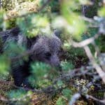 Björnjakten är nu avlyst i landets två nordligaste län. Däremot pågår licensjakt efter björn fortfarande i Jämtland där 20 björnar återstår på tilldelningen.