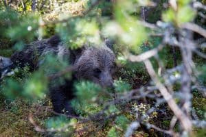 Björnjakten är nu avlyst i landets två nordligaste län. Däremot pågår licensjakt efter björn fortfarande i Jämtland där 20 björnar återstår på tilldelningen.