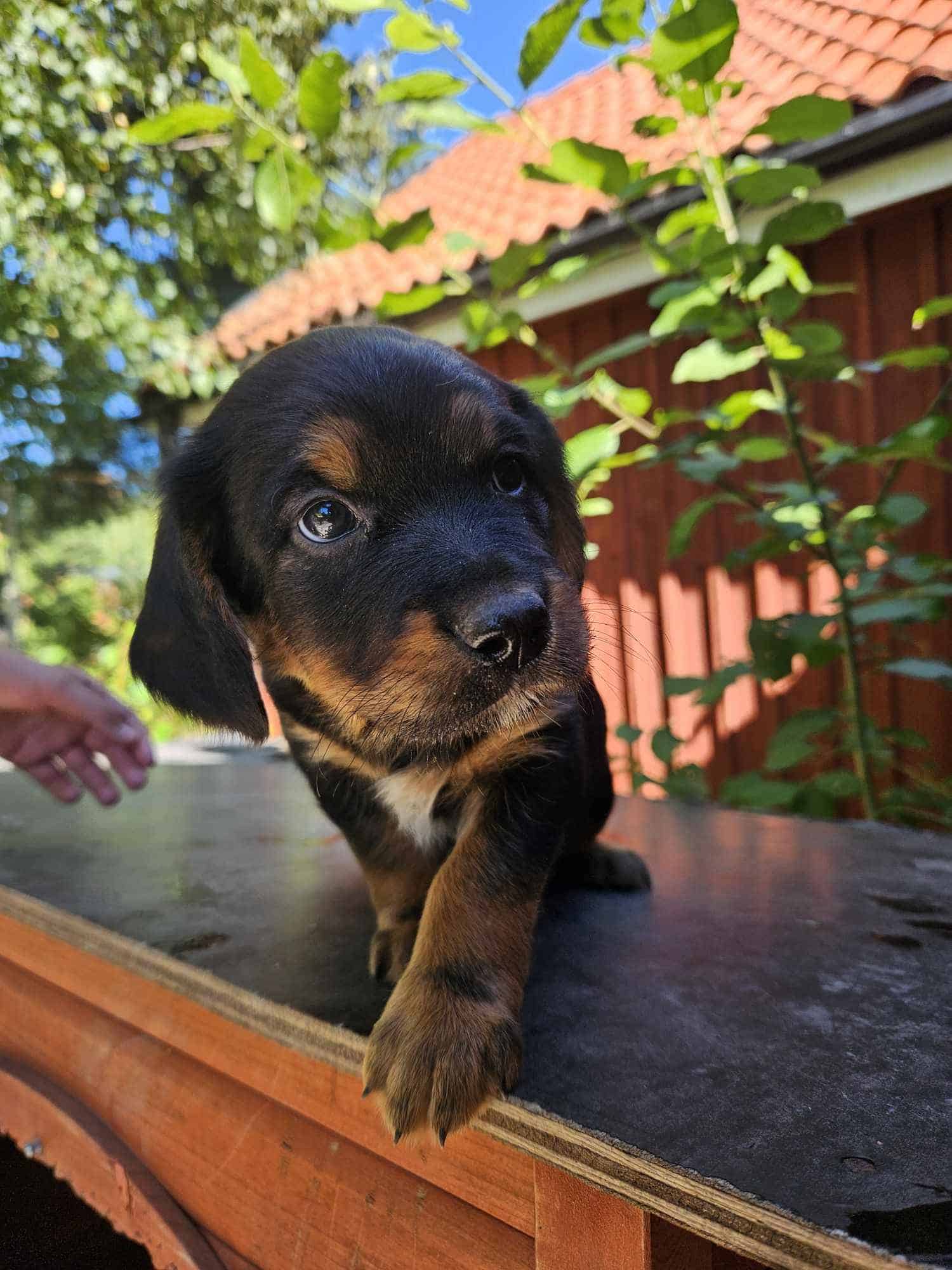 Wachtelhund/Smålandsstövare