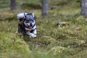 En jämthund har dödats av varg.