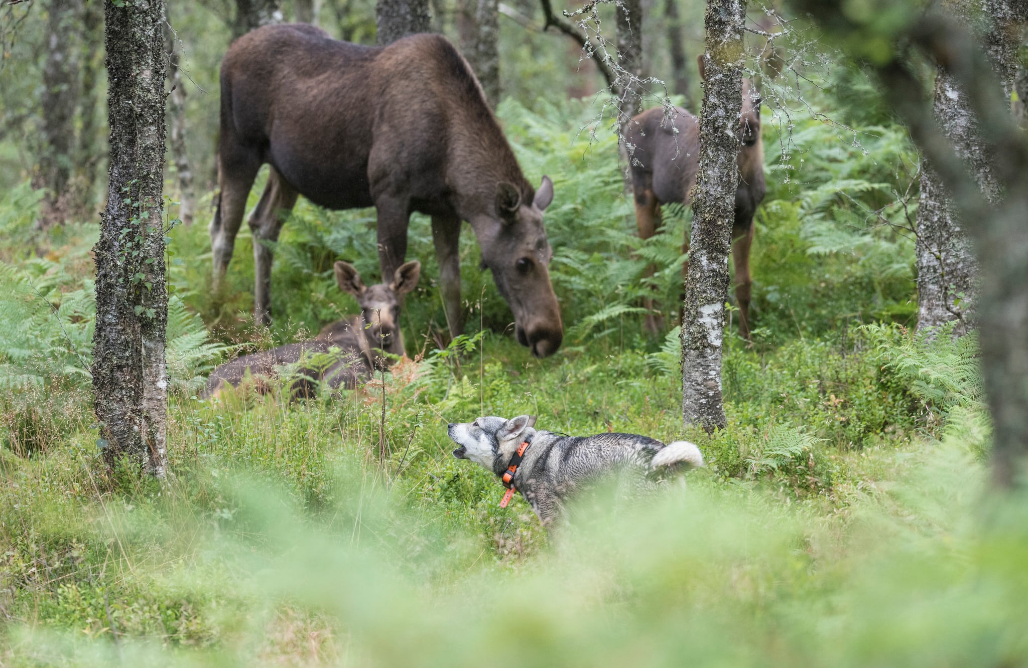 Hundklubbarna behöver ta ansvar, inte bara för aveln av våra framtida jakthundar, utan även för det vilt hundarna förväntas jaga, skriver debattörerna.