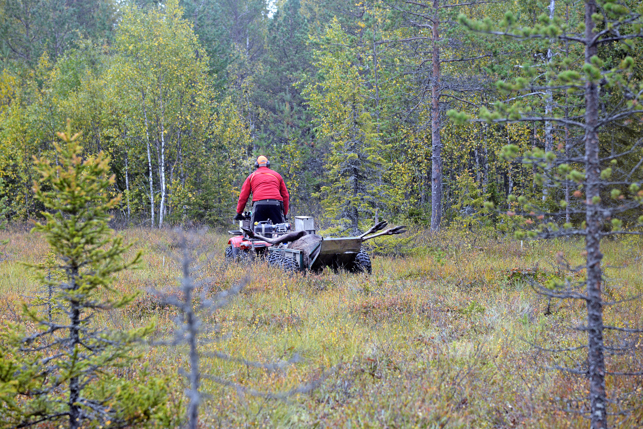 Skydd av mark och vegetation i ett fjällområde går före en renskötande samebymedlems möjlighet att nyttja sin jakträtt, anser förvaltningsrätten i en dom.