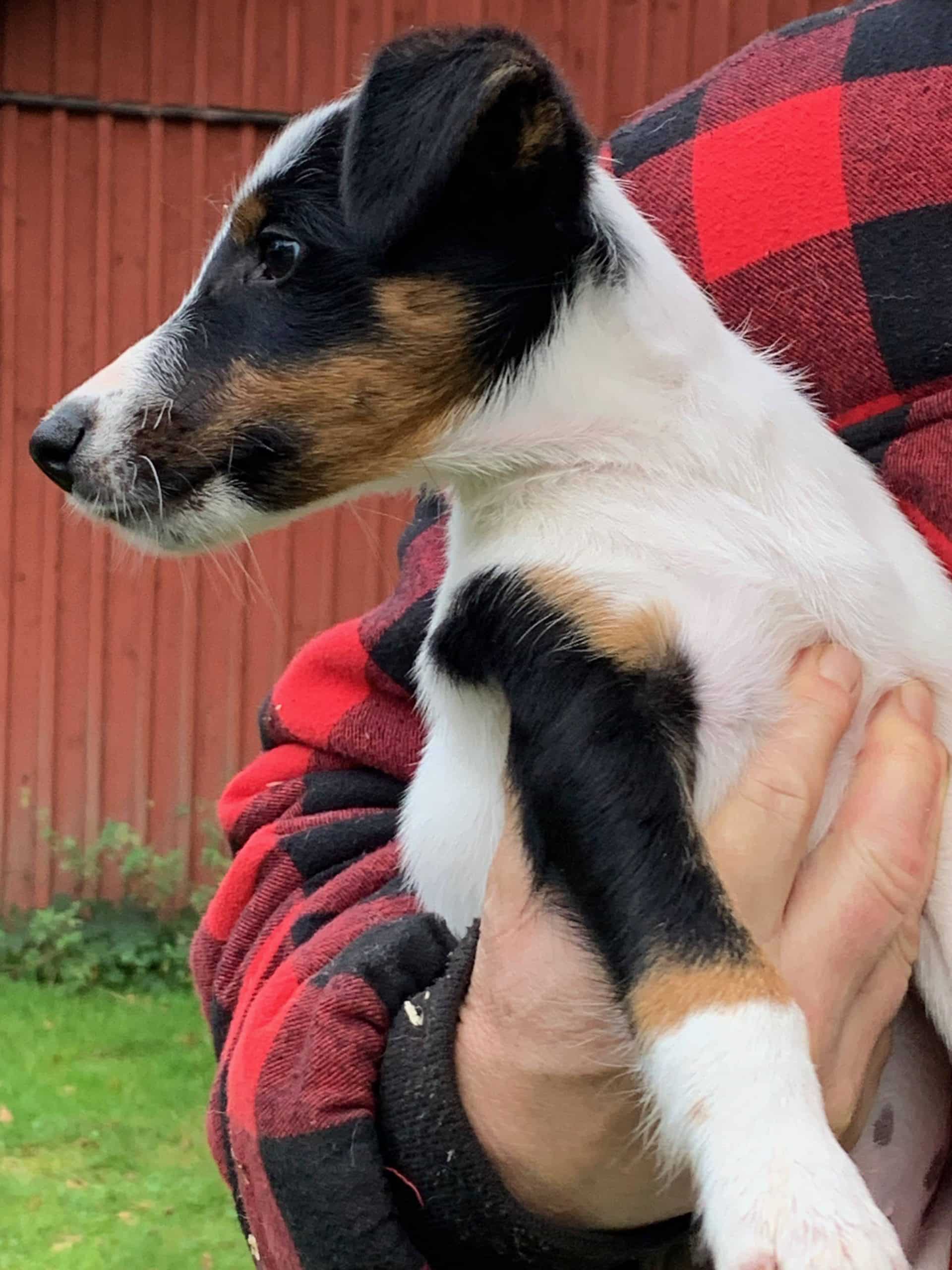 Renrasiga Släthåriga Foxterrier valpar - SKK reg