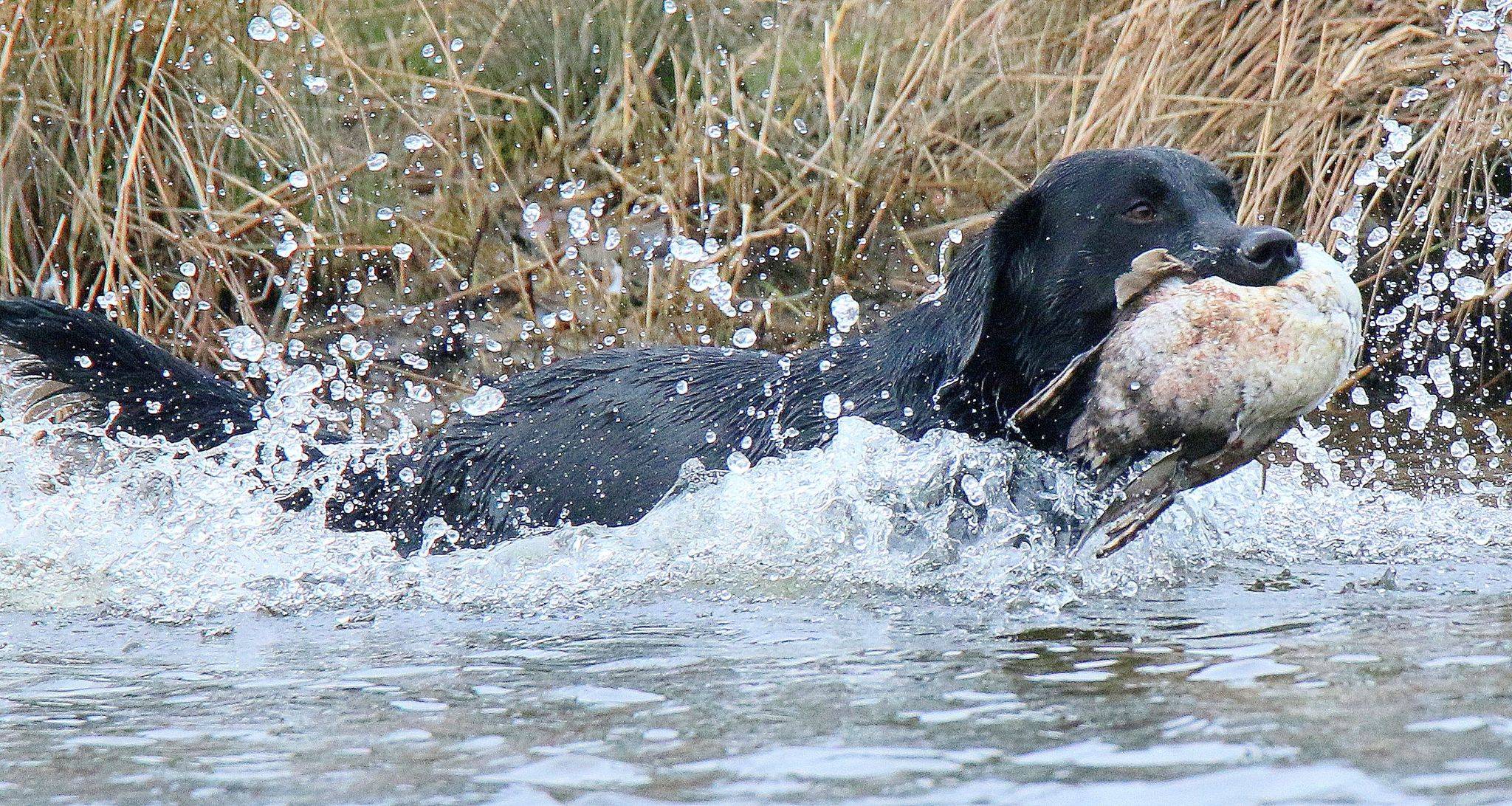 Jaktavlade labradorvalpar