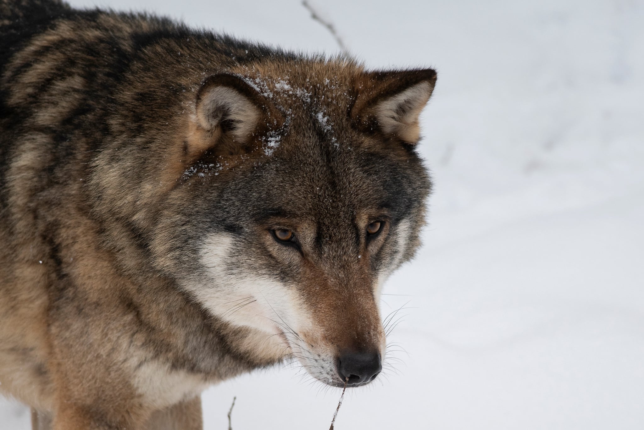 WWF uppskattar inte regeringens planer på att sänka golvet för vargstammen.