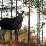 En förklaring till att skogsskadorna inte minskar trots att älgstammen gör det kan vara att skogsbolagen utvecklar en fattig skogskultur där det inte finns annat bete för viltet än tall.