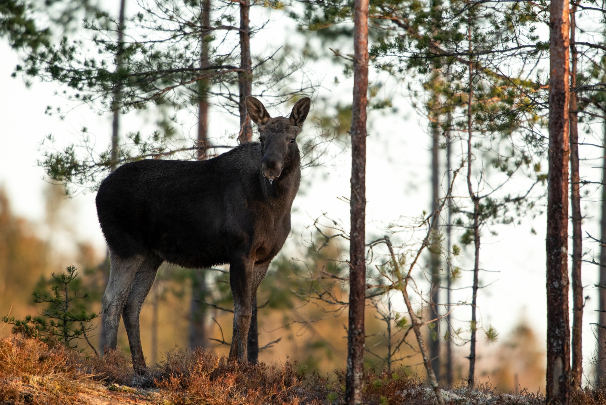 En förklaring till att skogsskadorna inte minskar trots att älgstammen gör det kan vara att skogsbolagen utvecklar en fattig skogskultur där det inte finns annat bete för viltet än tall.