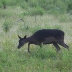 En jägare frikänns av hovrätten efter att han skjutit en knapphjort i tron att det rörde sig om en smalhind.