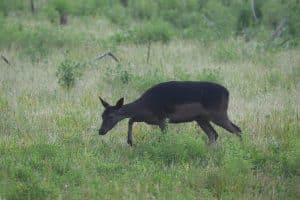 En jägare frikänns av hovrätten efter att han skjutit en knapphjort i tron att det rörde sig om en smalhind.