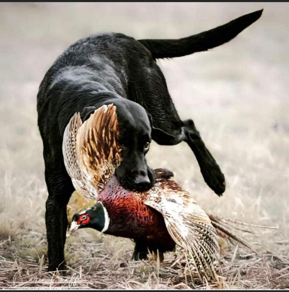 Valpar efter jaktmeriterade labradorer