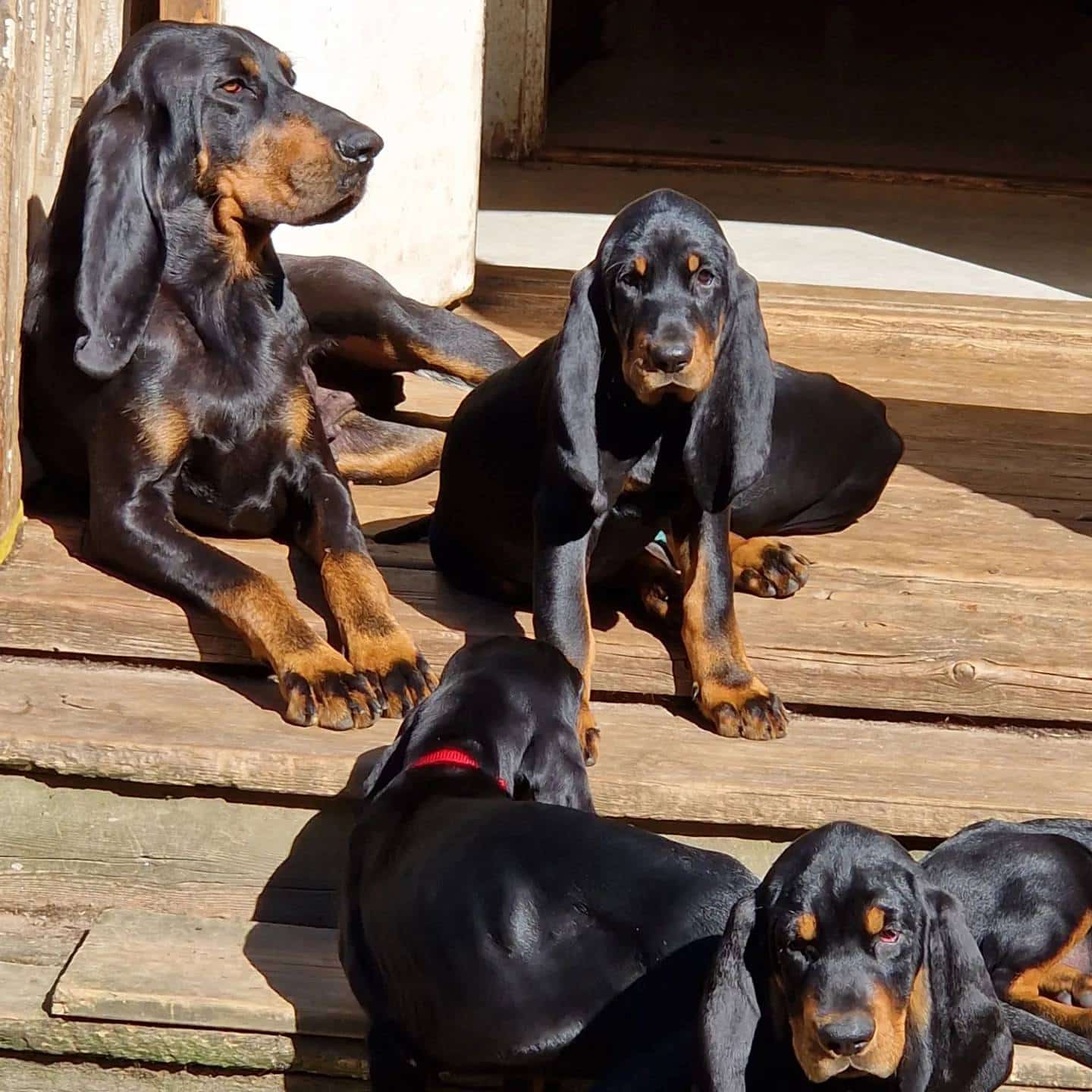 Black & Tan Coonhound