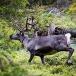 På grund av skador för rennäringen får en varg fällas på skyddsjakt.