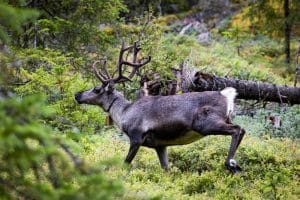 På grund av skador för rennäringen får en varg fällas på skyddsjakt.