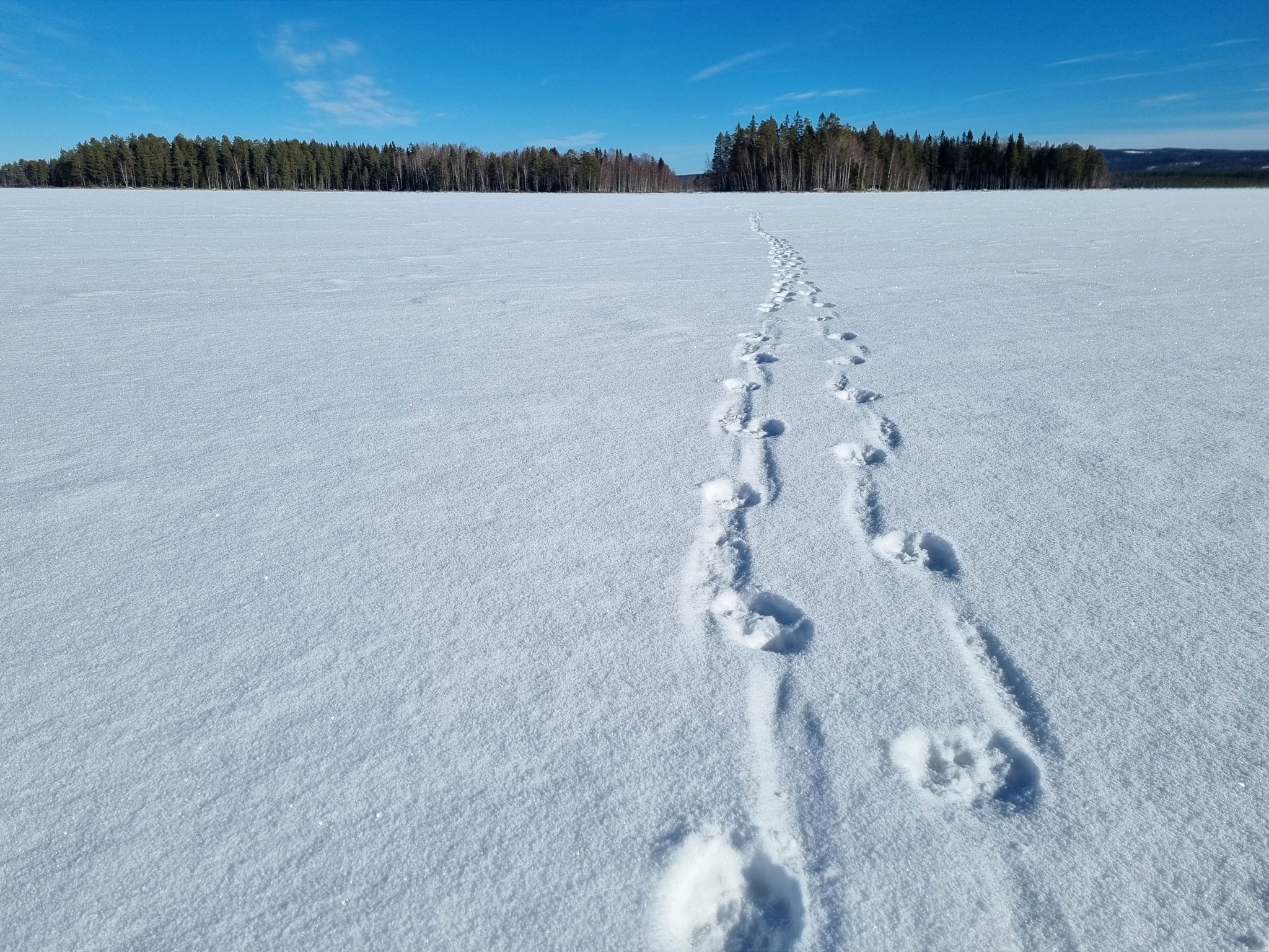 Forskare tror nu att vargstammen växer kraftigt i Ryssland.