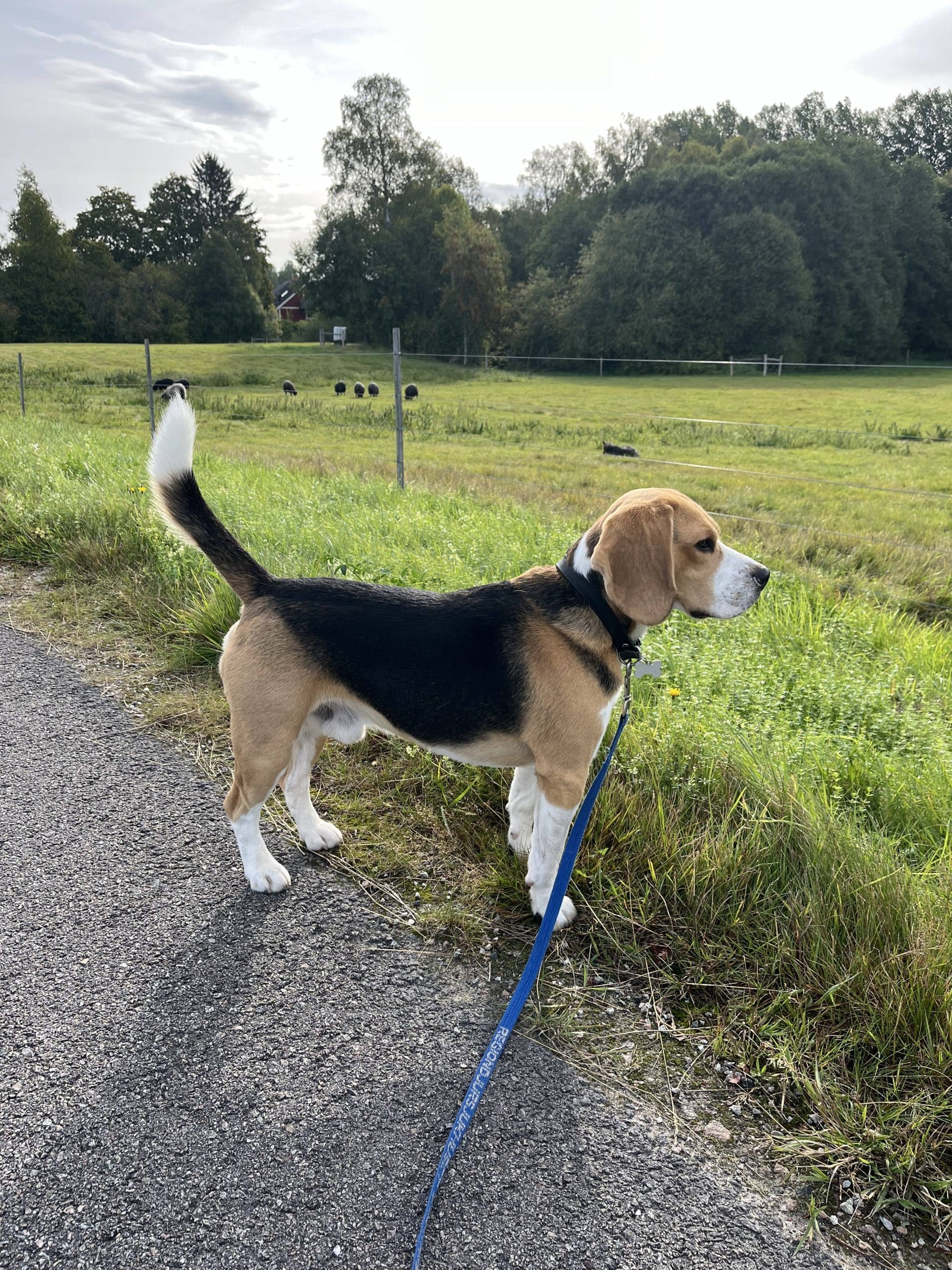 Vargar på marken