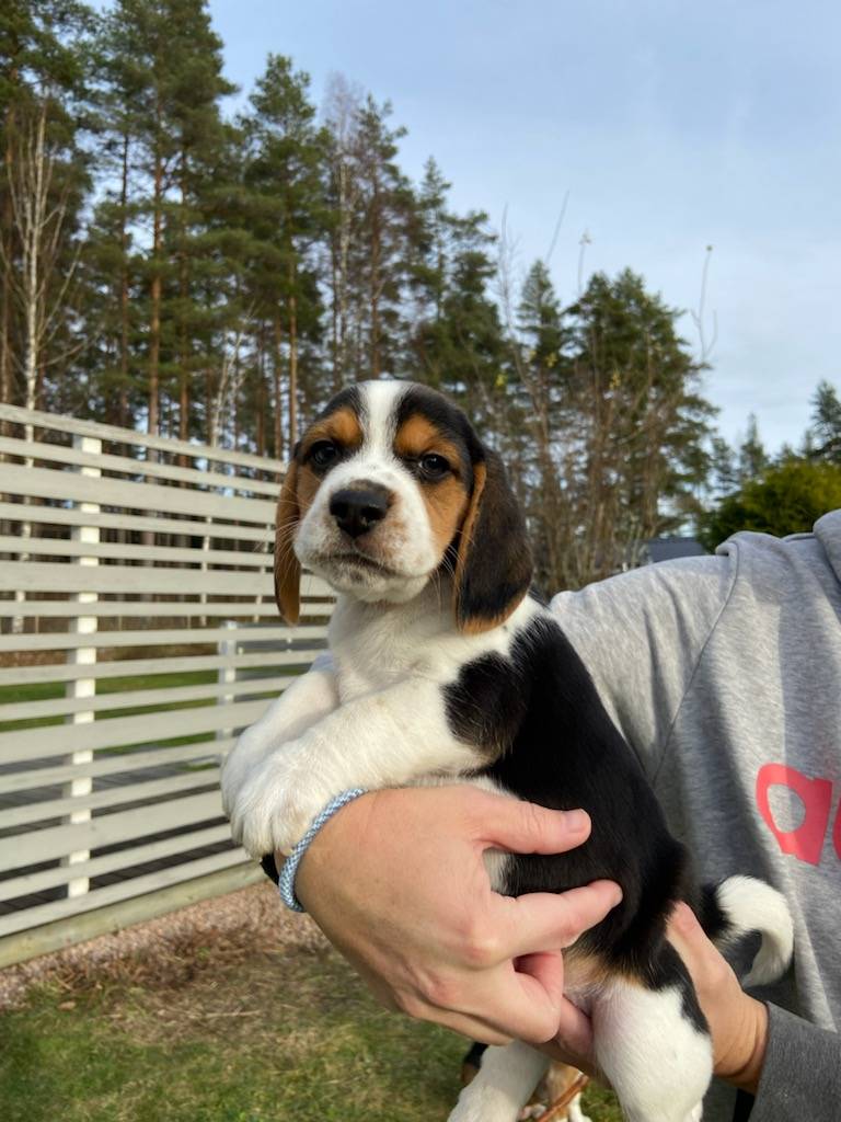 Beaglevalpar till salu