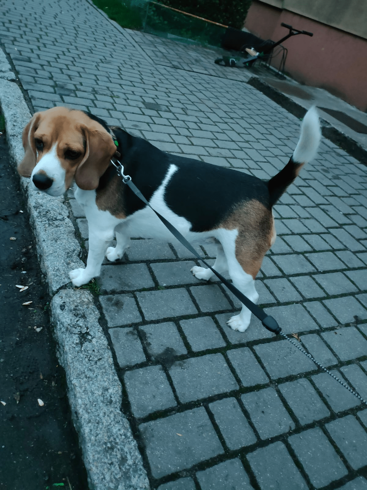 Renrasiga Beaglevalpar Tricolour