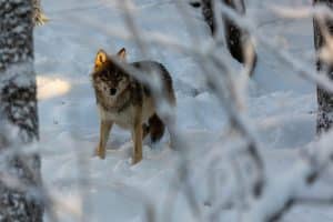 En paragraf 28-skjuten varg väcker känslor hos Rovdjursföreningen.