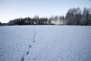 Fem män misstänks ha jagat varg illegalt i Norge.