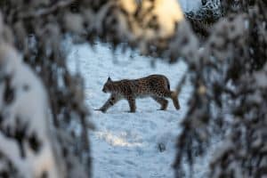 Ska vi jägare fortsätta att delta i inventeringar och rapportera rovdjursförekomst måste vi också få möjlighet till den jakt som det finns utrymme för, skriver Jägareförbundet Dalarna angående länsstyrelsens beslut om lodjursjakt.