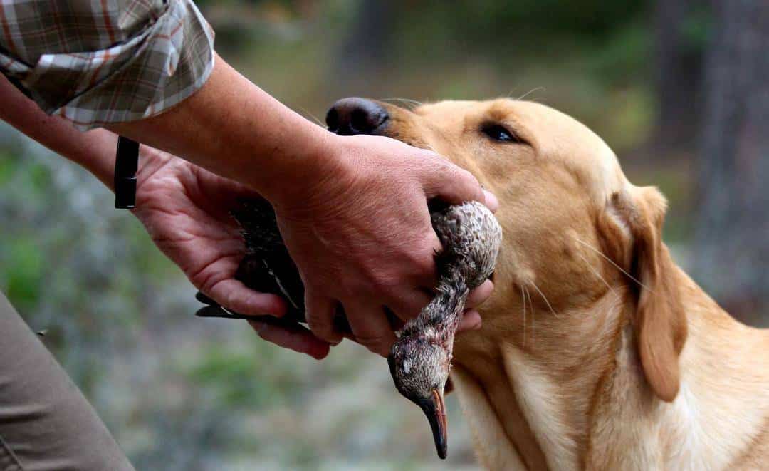 Labrador Retriever jaktlinjer