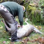 En jägare som sköt en dovhjort på annans mark döms av tingsrätten till dryga böter för jaktbrott.