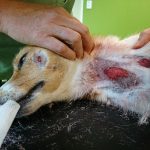 Det kan vara svårt för en jakthundsägare att bedöma kostnaden för veterinärvård, särskilt i akuta fall. Nu ska en ny utredning syna pristransparensen inom veterinärmarknaden.