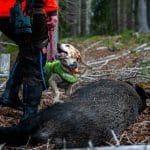 Vill Livsmedelsverket att vi slutar jaga vildsvin med sitt korvtillverkningsförbud, frågar insändarskribenten.