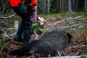 Vill Livsmedelsverket att vi slutar jaga vildsvin med sitt korvtillverkningsförbud, frågar insändarskribenten.