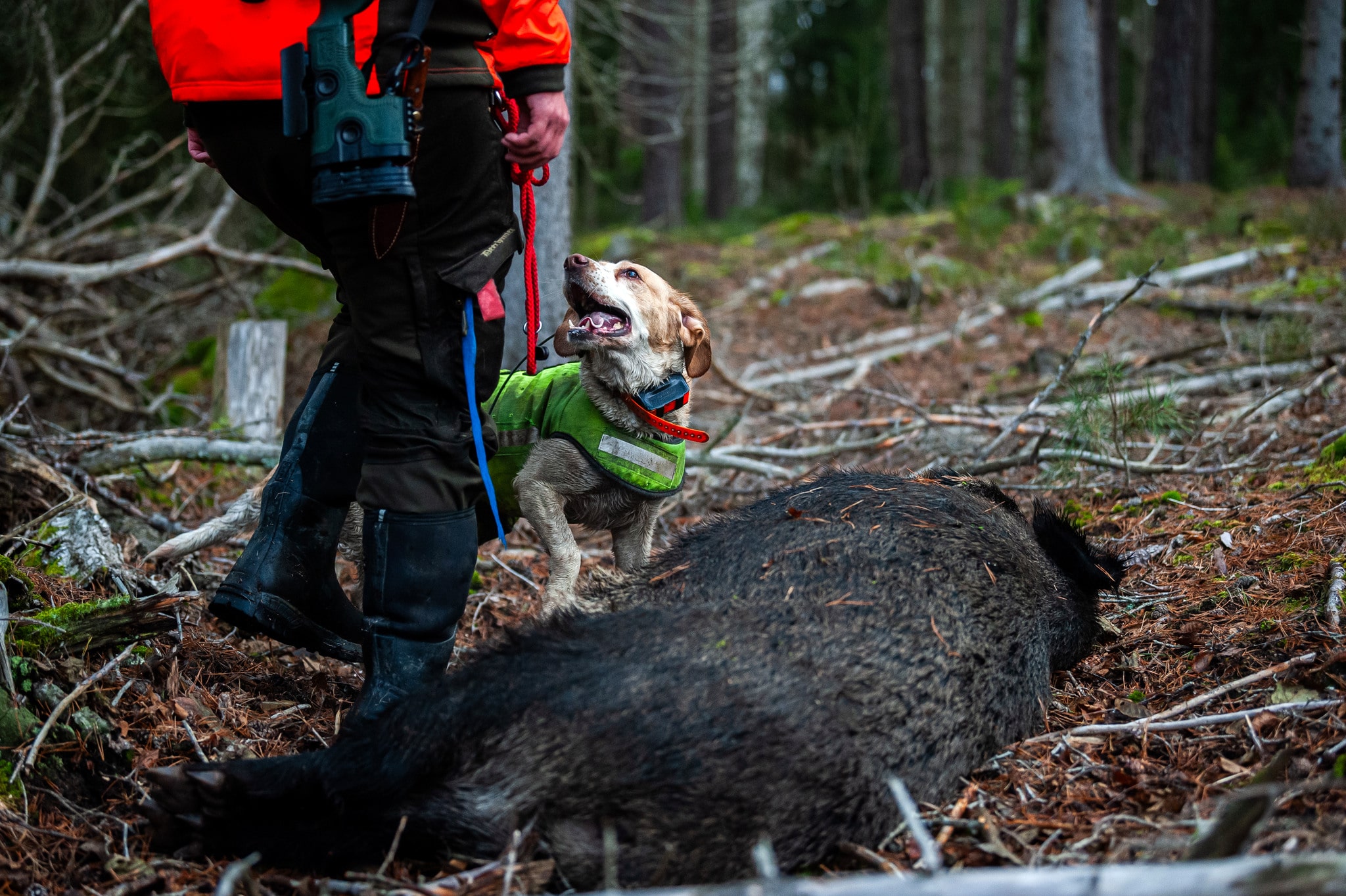 Vill Livsmedelsverket att vi slutar jaga vildsvin med sitt korvtillverkningsförbud, frågar insändarskribenten.