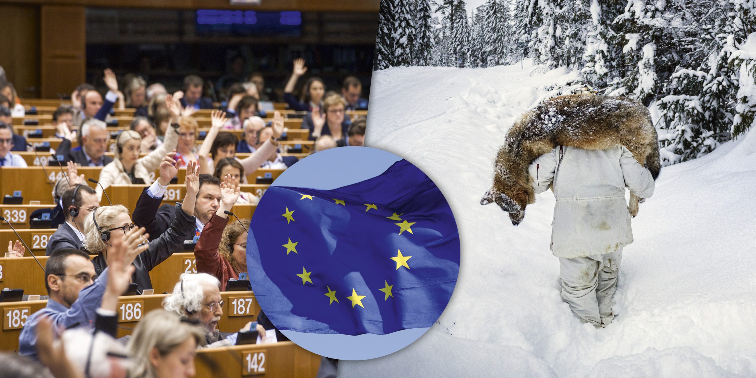 D Ska EU parlamentet R sta Om Vargen Svensk Jakt D Ska EU parlamentet R sta Om Vargen Svensk Jakt