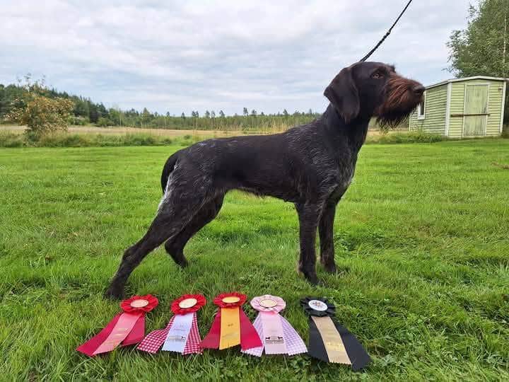 Allrund jagande vorsteher valpar