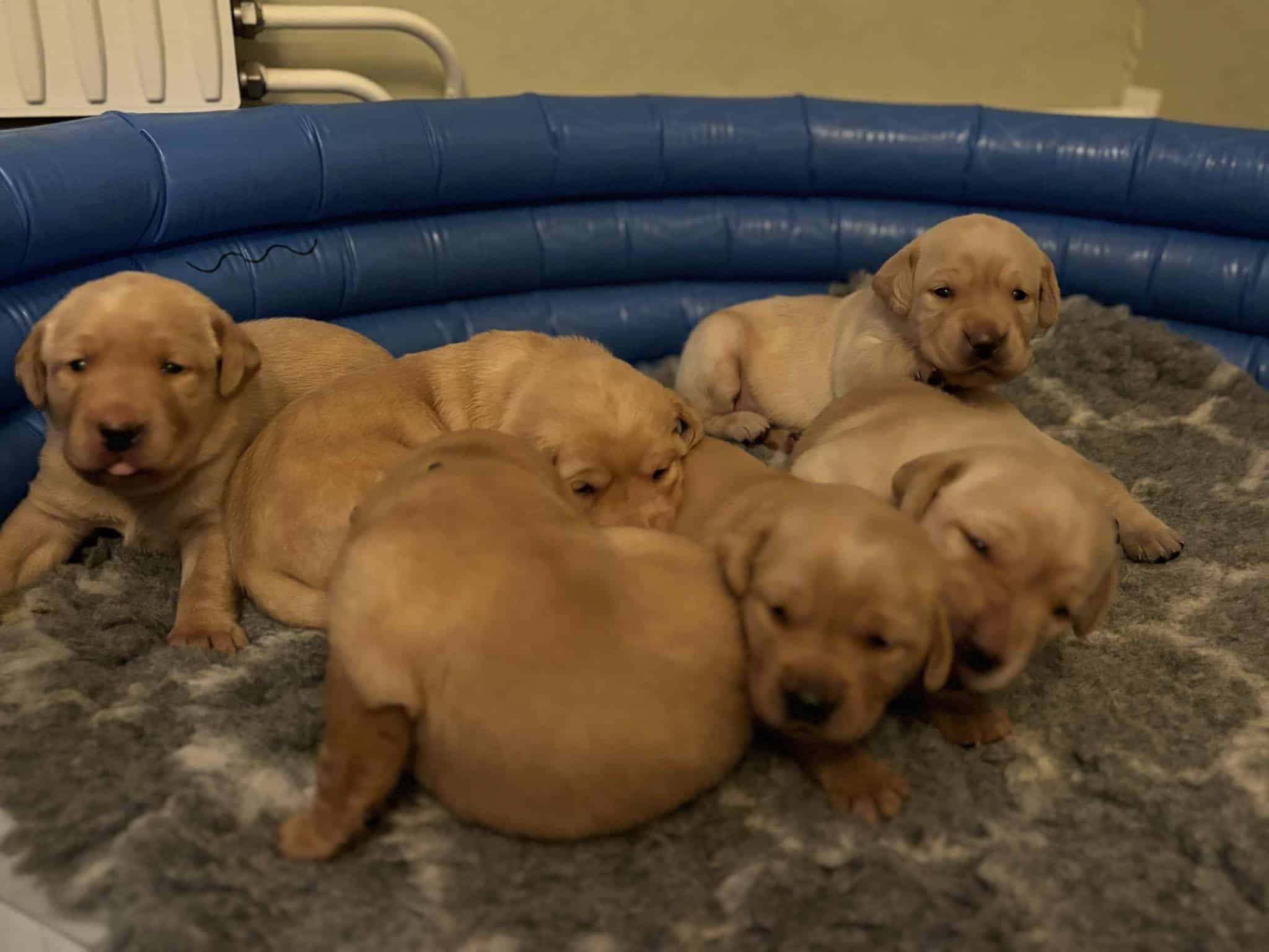 Jaktlabrador
