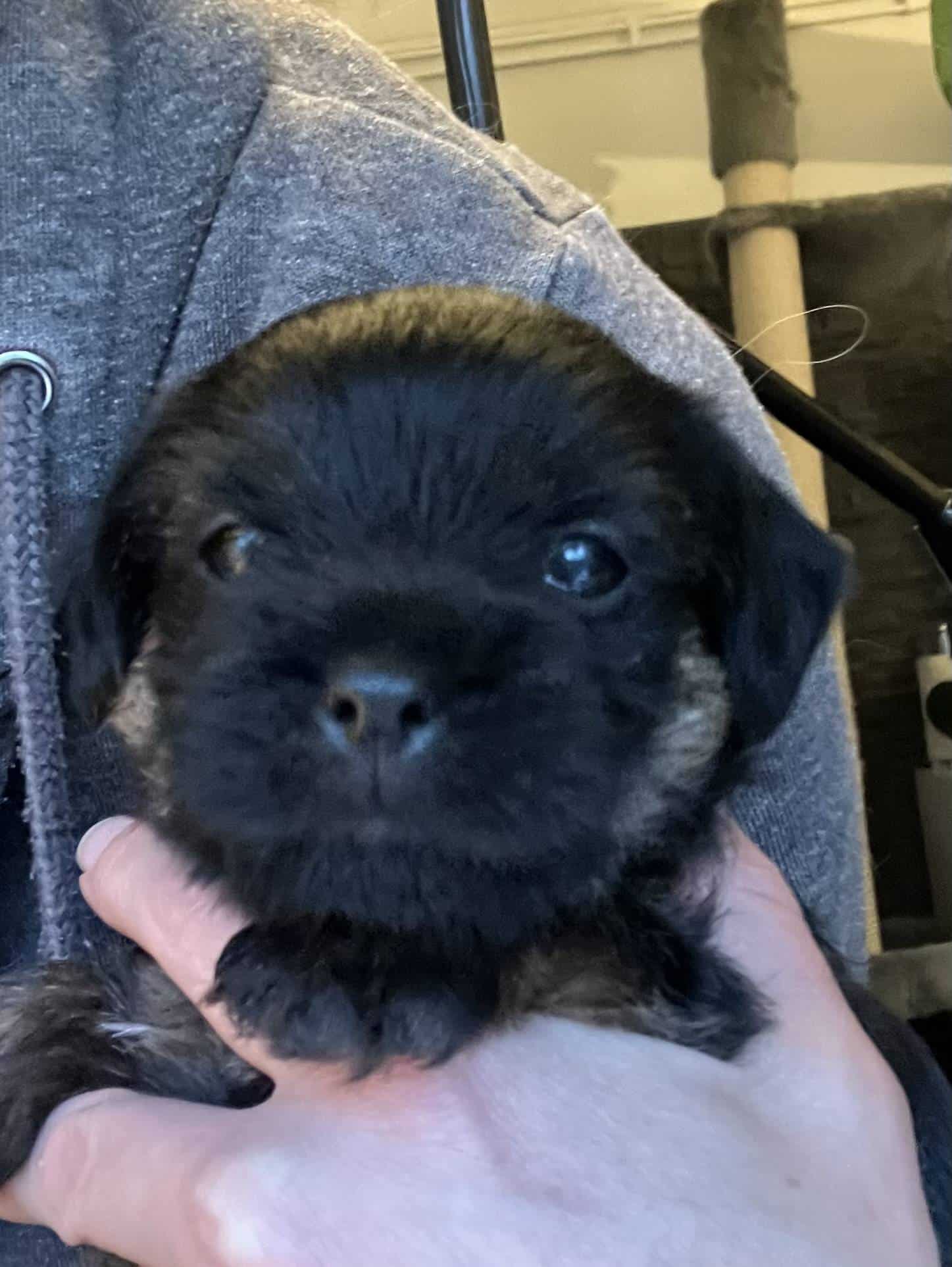 Borderterrier