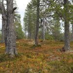 De svenska naturreservaten utökades under 2024 med nästan 206 000 hektar.