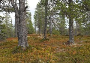 De svenska naturreservaten utökades under 2024 med nästan 206 000 hektar.