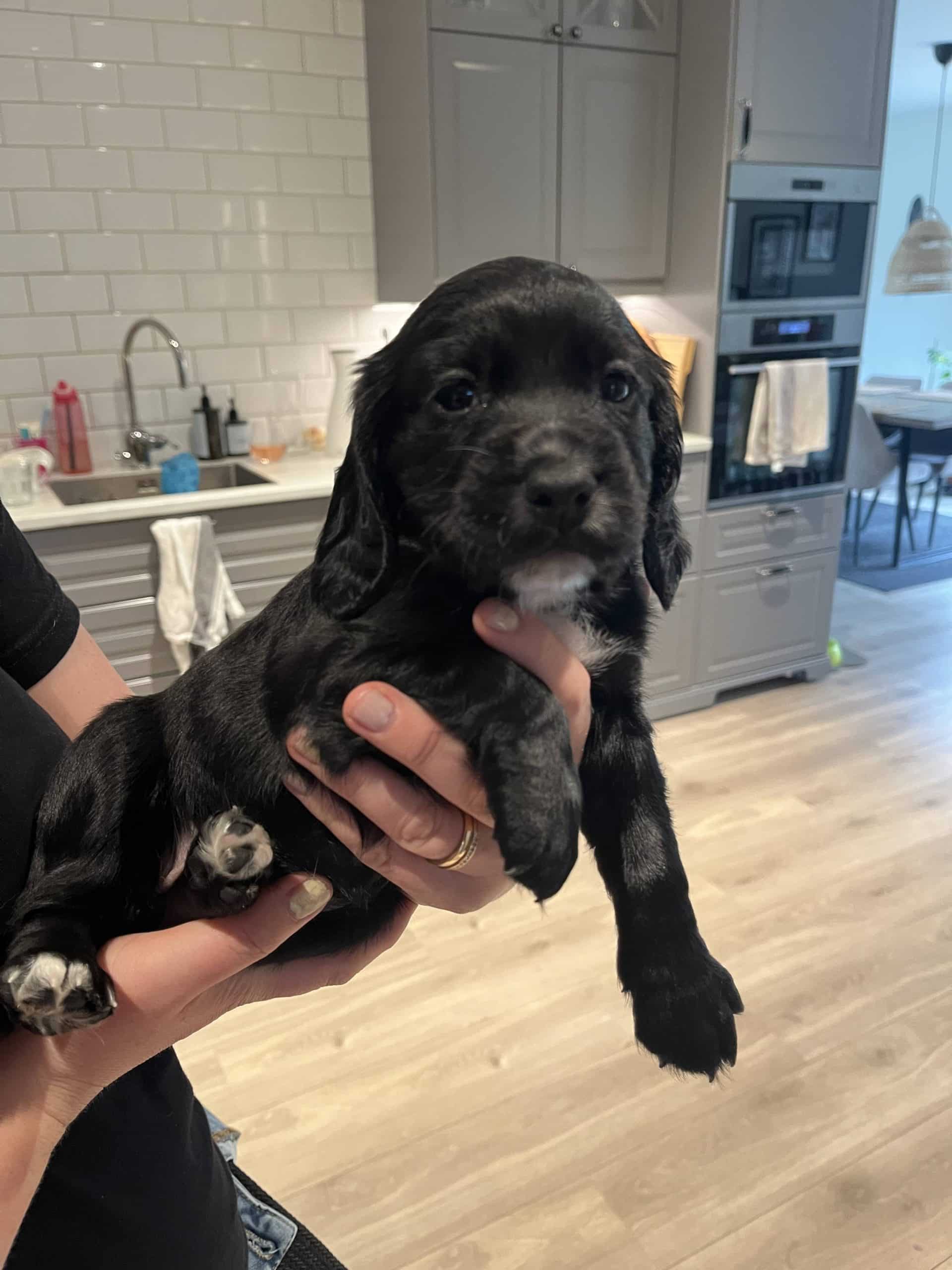 Cockerspanielvalp.