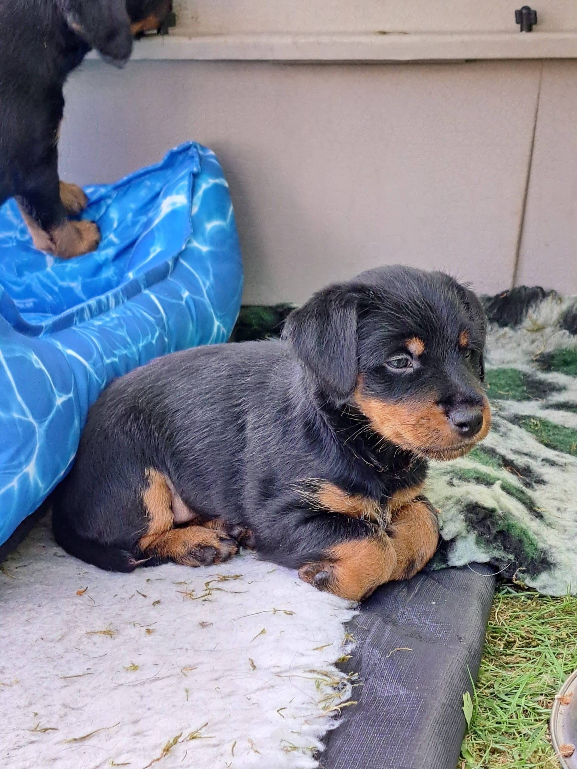 Tysk Jaktterrier valpar