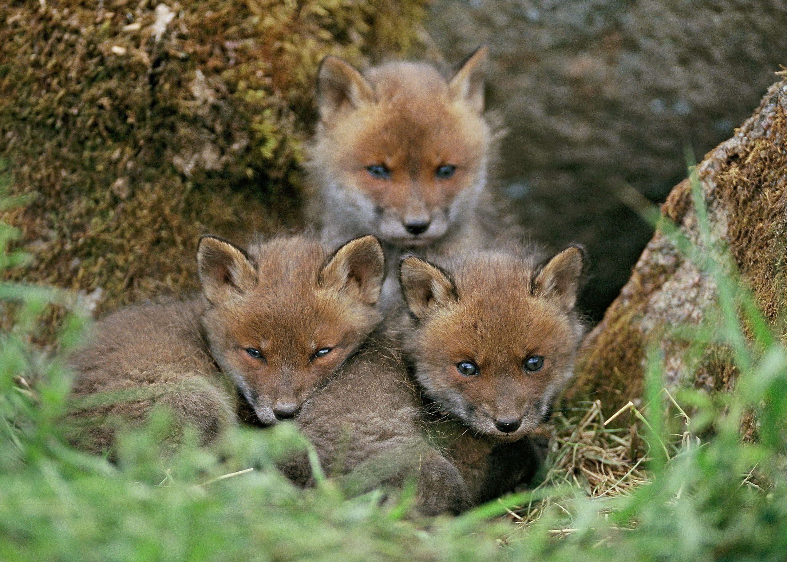 SLU efterlyser bilder på ungdjur av rödräv, grävling, skogsmård, iller, fälthare, skogshare och bäver. Foto: Kenneth Johansson