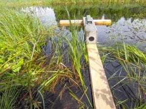 Spångflotten är ett arrangemang som utnyttjar minkens böjelse för att springa på trävirke som ligger i vattenytan. Foto: Bernt Karlsson
