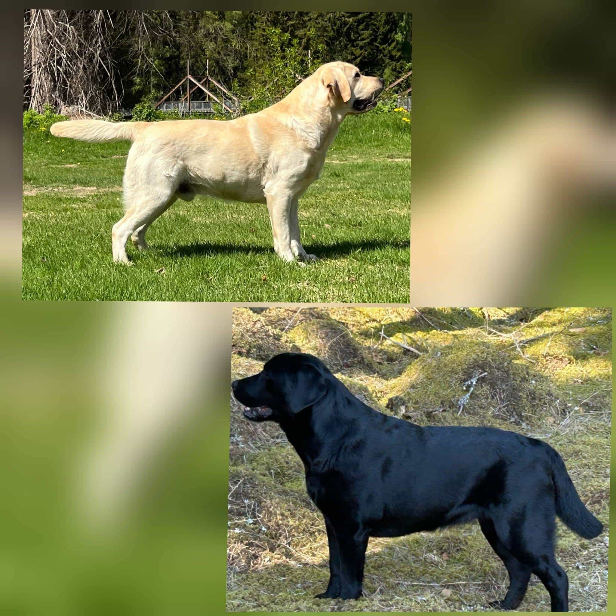 Labrador retriever av klassisk typ